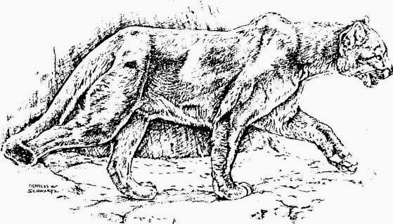 fa5d7-mountainlion_img_0